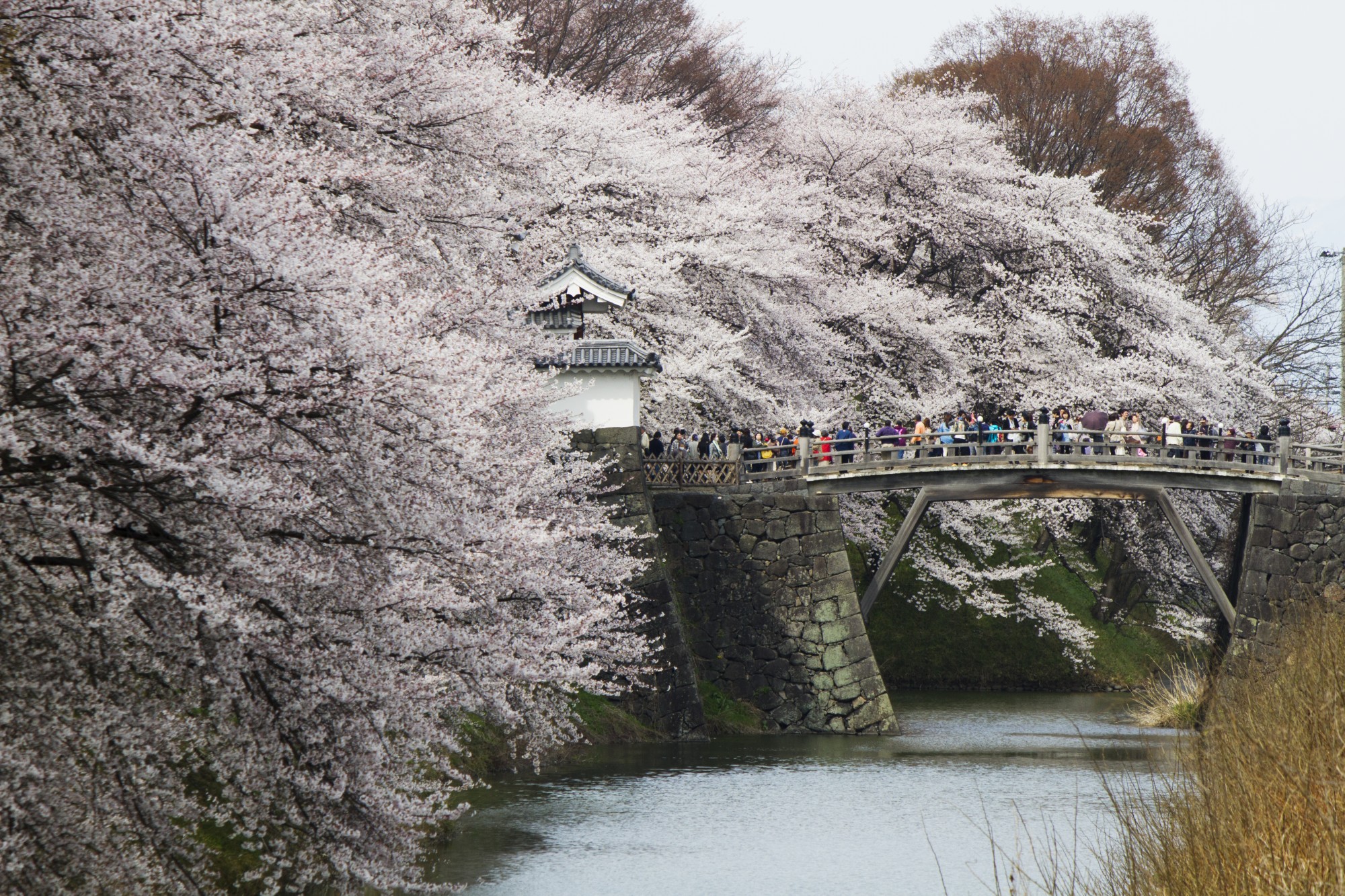 春の周辺観光におすすめ！桜の名所